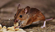 24 Hour & Emergency Exterminators in Russellville, OH